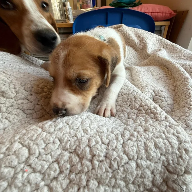 Mr. Colin Bridgerton thumbnail 4