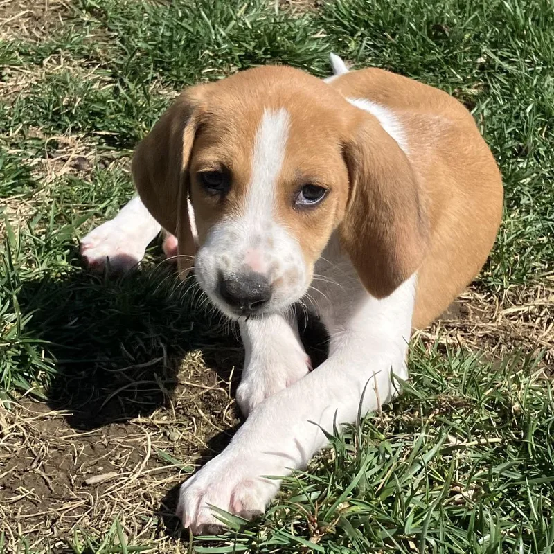 Mr. Colin Bridgerton thumbnail 5