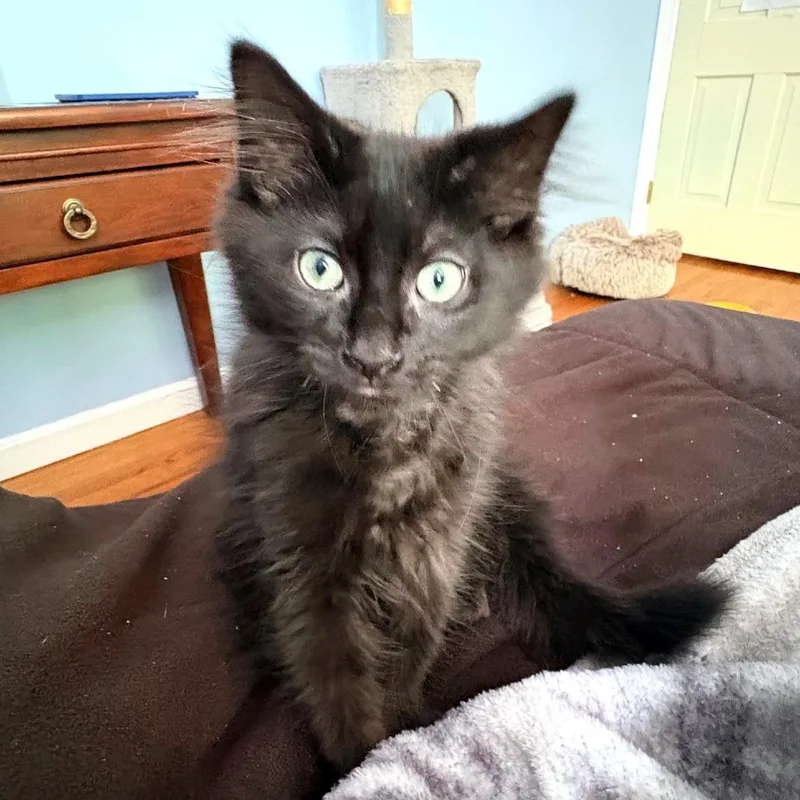 A baby small-sized male Black Domestic Long Hair cat named Saturn for adoption in Hopkinton, MA