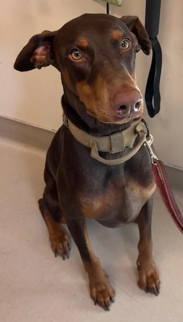 An adult large-sized male Doberman Pinscher dog named Ronan for adoption in El Cajon, CA