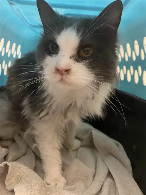 A senior medium-sized female Domestic Long Hair cat named Cabbage Patch for adoption in West Valley City, UT