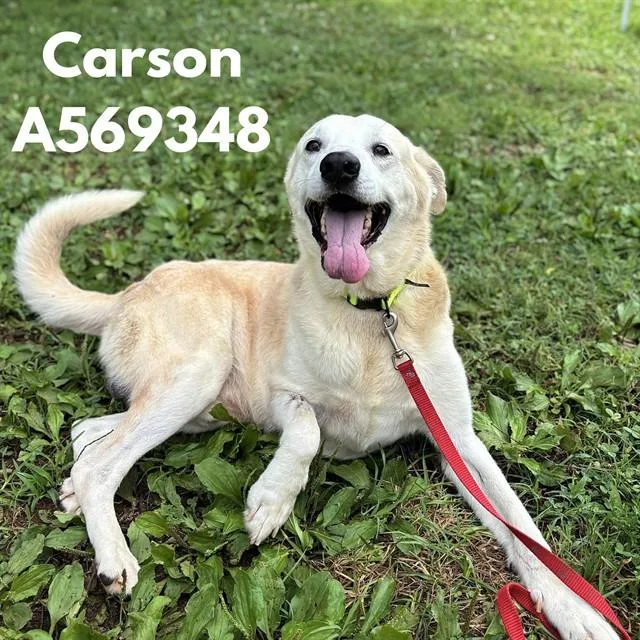 An adult medium-sized male Labrador Retriever dog named Carson for adoption in Huntsville, AL