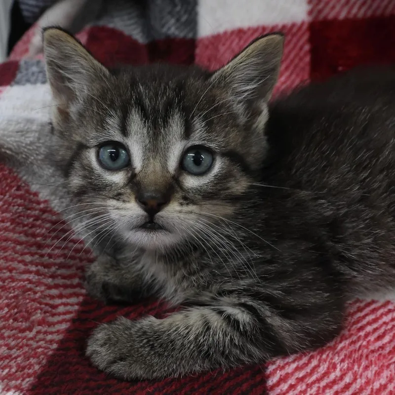 A baby small-sized female Brown / Chocolate Domestic Short Hair cat named Leaf for adoption in Chaska, MN