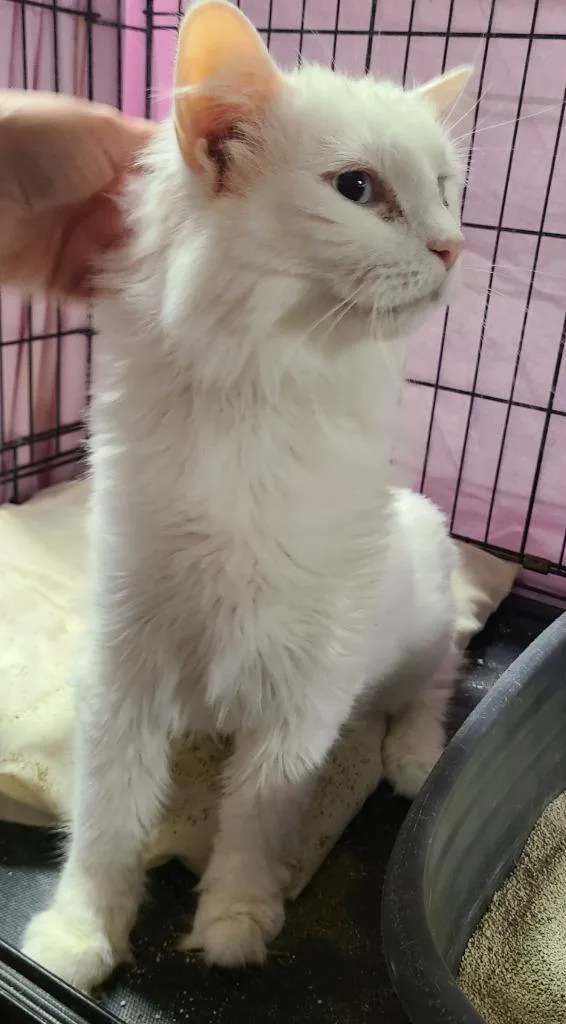 An adult medium-sized female Domestic Medium Hair cat named Zelda for adoption in Portland, IN