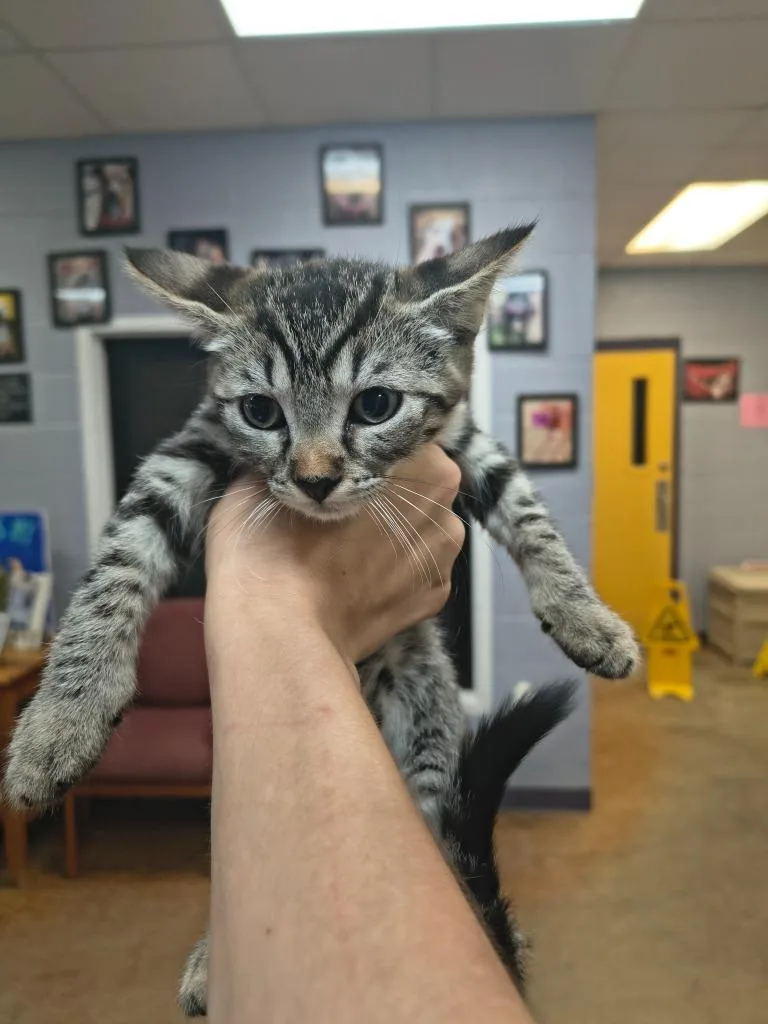 A baby small-sized male Domestic Short Hair cat named Arthur for adoption in Brownwood, TX