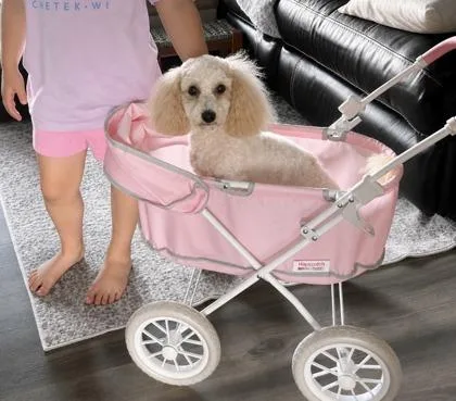 An adult small-sized female Poodle dog named Lula Belle for adoption in Oak Creek, WI