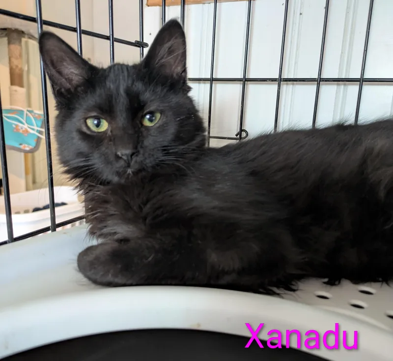 Xanadu