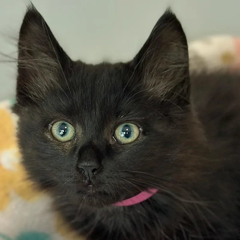 A baby medium-sized female Black Domestic Short Hair cat named Fuzz for adoption in Victor, NY