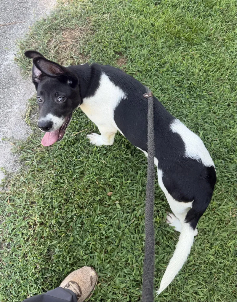 A young large-sized male Hound dog named Momo for adoption in Carrollton, GA