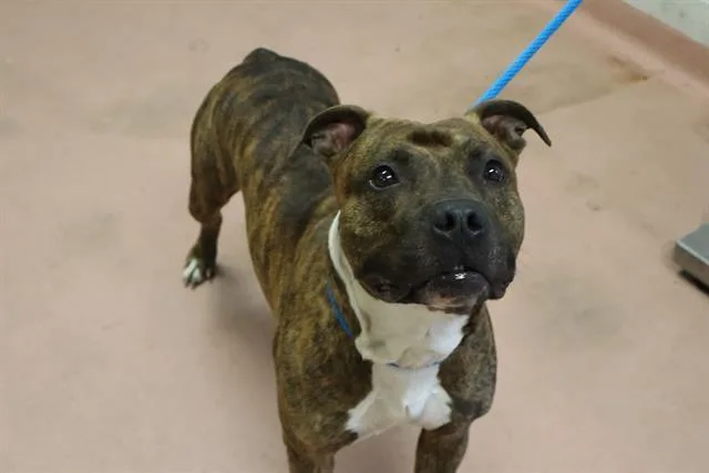 An adult large-sized male Mixed Breed dog named Outlaw for adoption in Columbia, SC