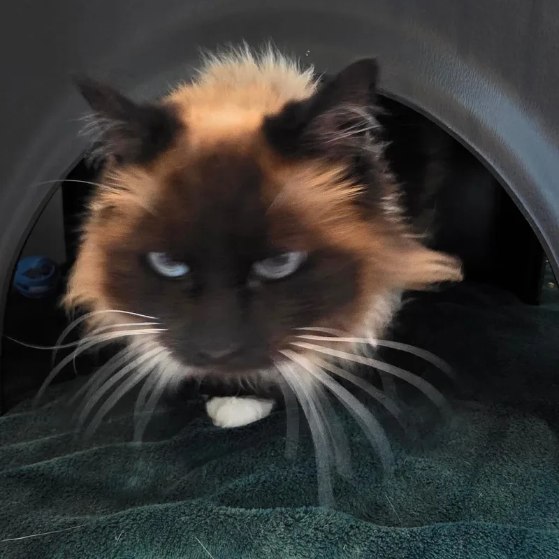 A senior medium-sized female Cream / Ivory Siamese cat named Lucy Emma Melby for adoption in Port Angeles, WA