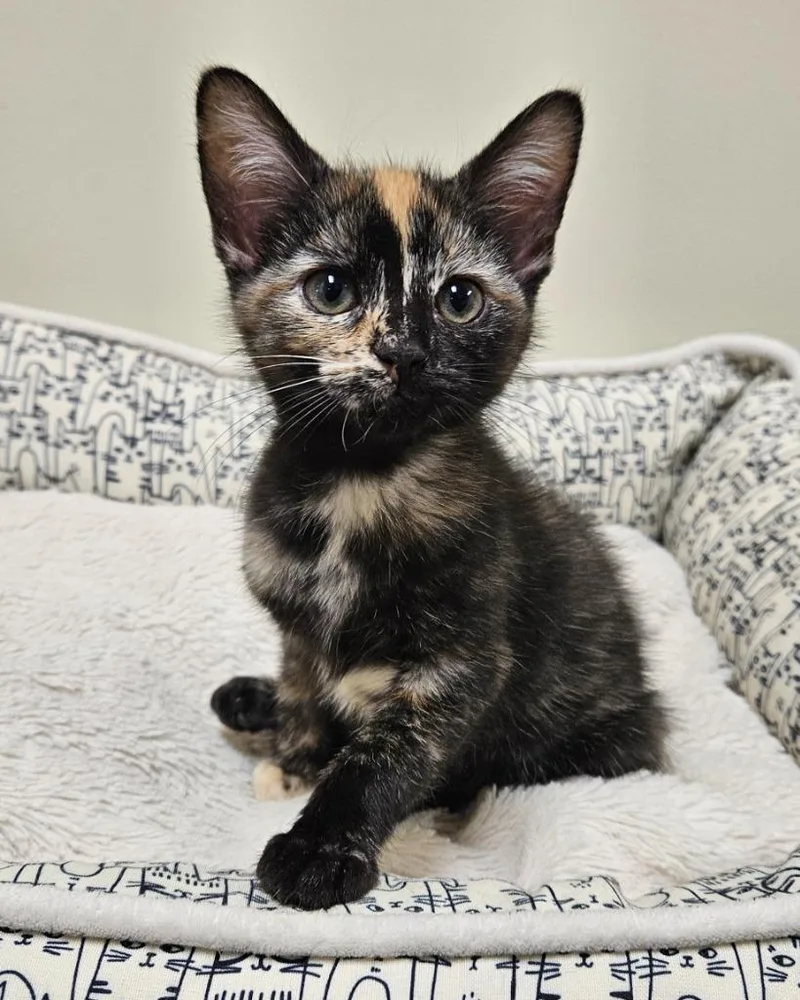 A baby small-sized female Domestic Short Hair cat named Tiger Lilly for adoption in Fremont, OH