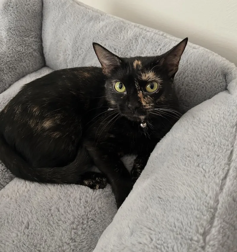 A young small-sized female Tortoiseshell Domestic Short Hair cat named Minnie for adoption in Youngstown, OH