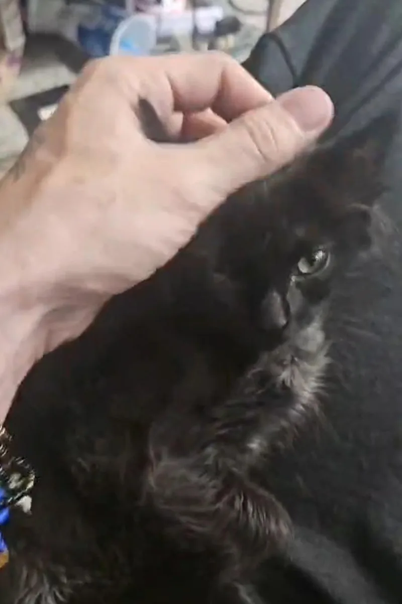 A baby medium-sized male Black Domestic Medium Hair cat named Finn for adoption in Denver, CO
