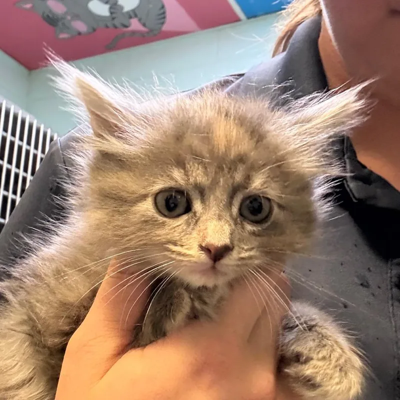 A baby small-sized female Domestic Medium Hair cat named Malibu for adoption in Jacksonville, AR