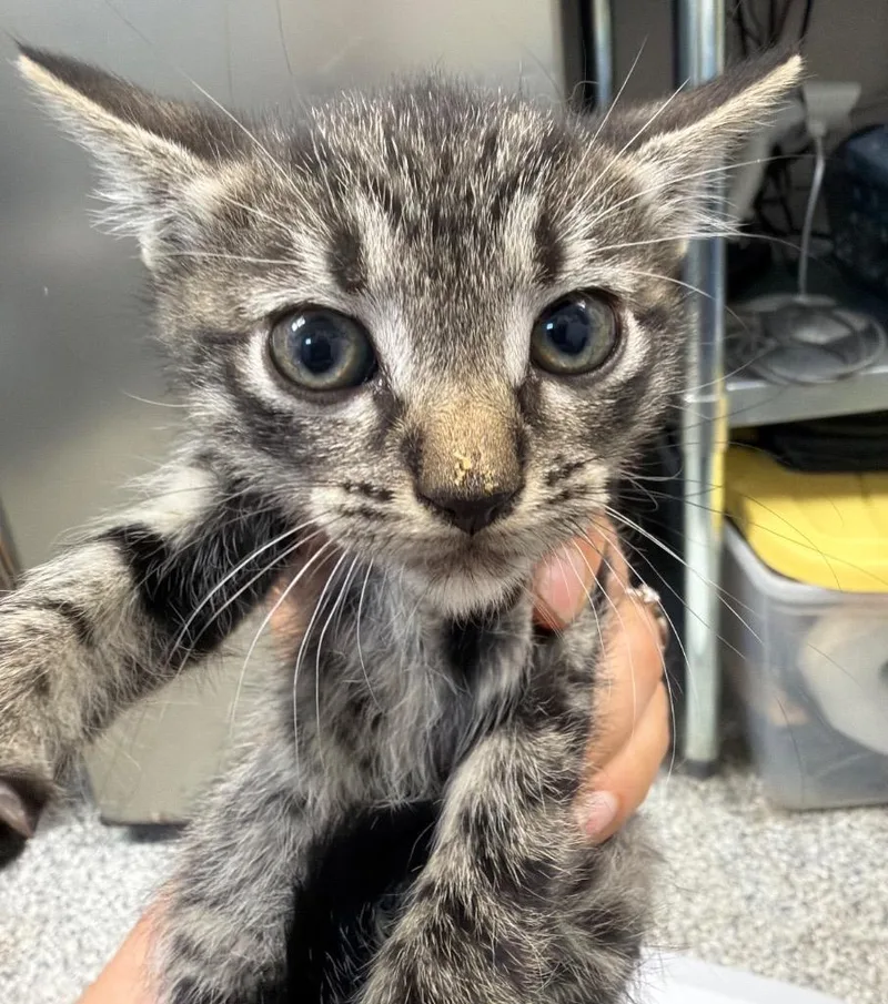 A baby medium-sized male Domestic Short Hair cat named Hermes for adoption in Pomona, NY