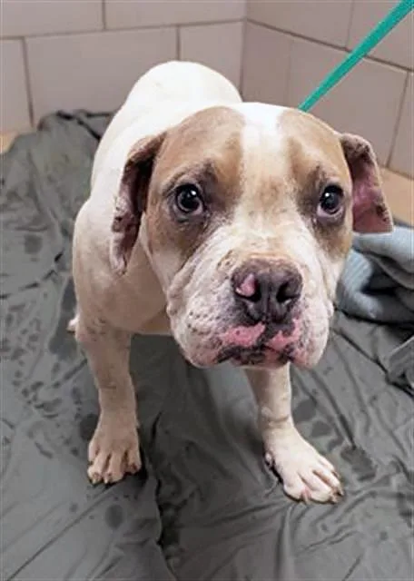 A young medium-sized male Yellow / Tan / Blond / Fawn Mixed Breed dog named Phish for adoption in Nashville, TN