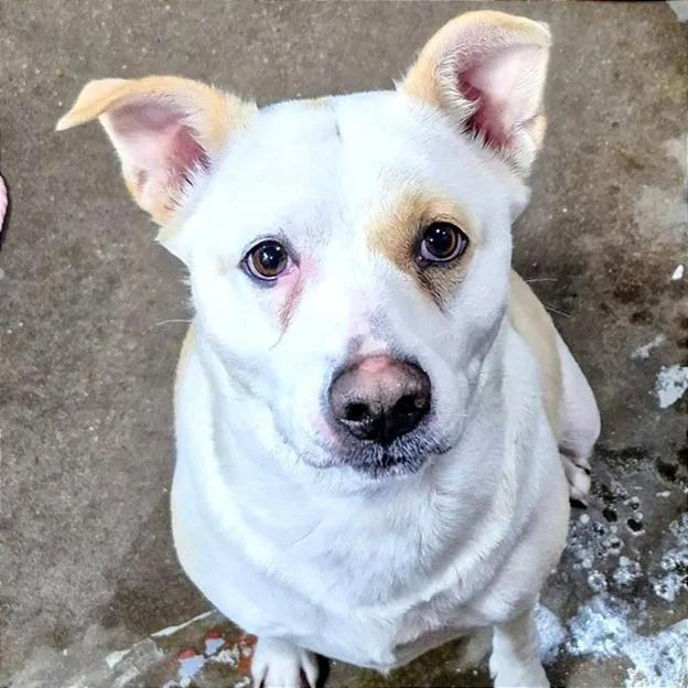 An adult medium-sized female White / Cream Mixed Breed dog named Dolly for adoption in Milan, IL
