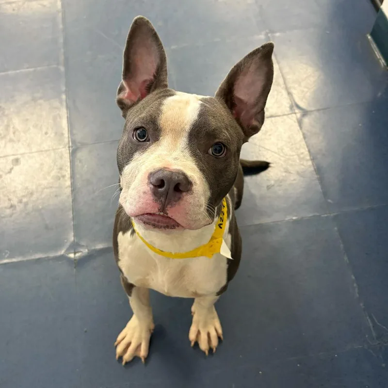 A young medium-sized male Gray / Blue / Silver Pit Bull Terrier dog named Benji for adoption in Los Angeles, CA