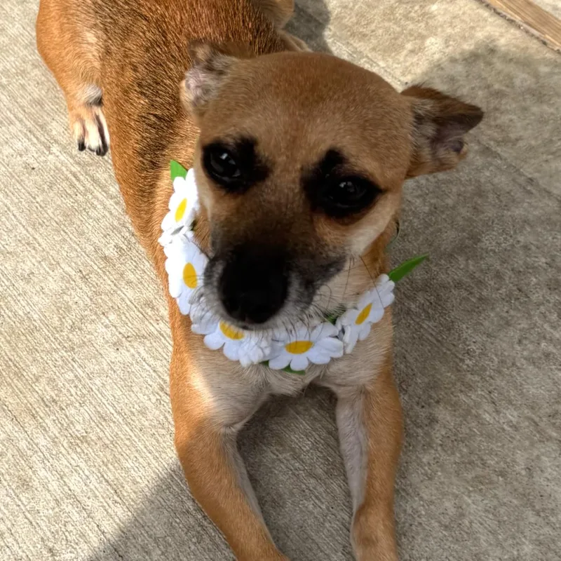 Cleo Cuddlypursedog thumbnail 2