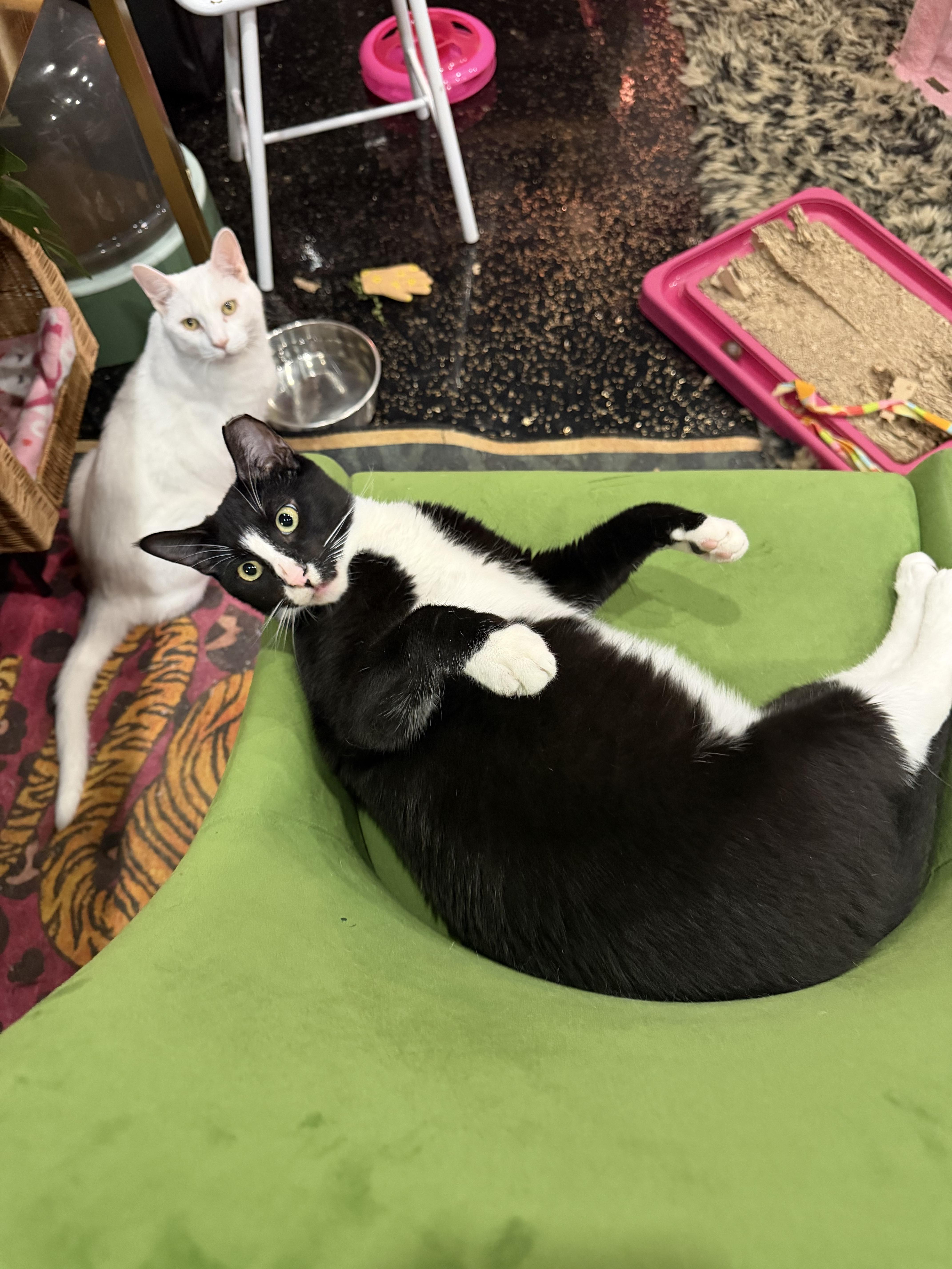 A young medium-sized male Domestic Short Hair cat named Peter for adoption in Kennebunk , ME