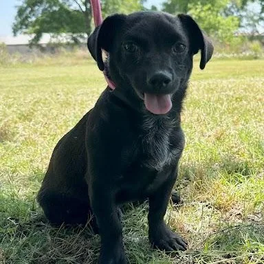 Franklin