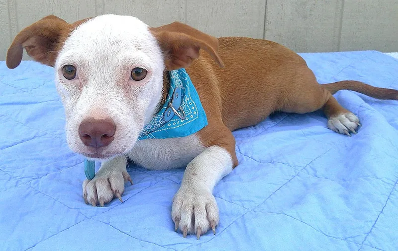 A baby small-sized male Dachshund dog named Major for adoption in Olympia, WA