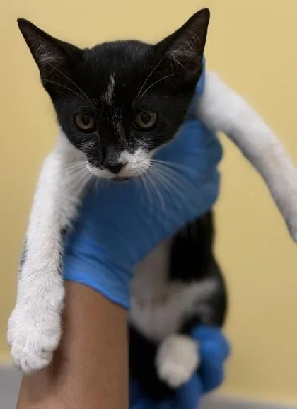 A baby small-sized male Domestic Short Hair cat named Krims for adoption in Honolulu, HI