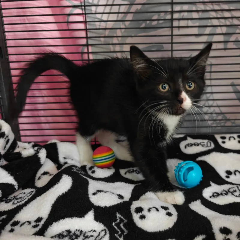 A baby small-sized male Black Domestic Short Hair cat named Acorn for adoption in New Orleans, LA