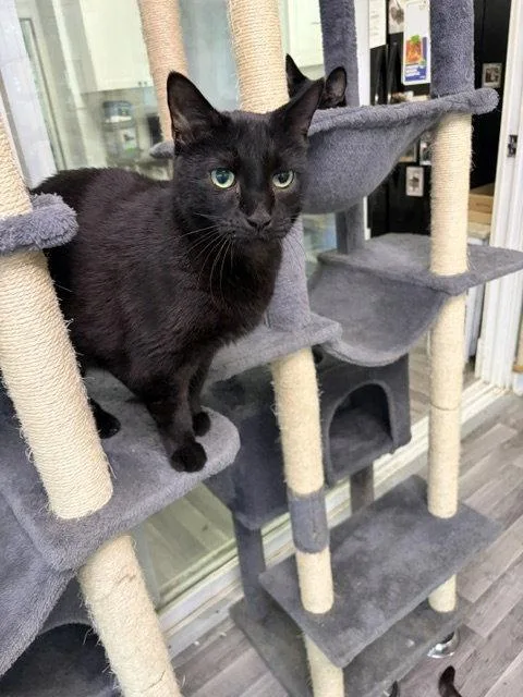 An adult large-sized male Black Tabby cat named Milkdud for adoption in Chicago, IL
