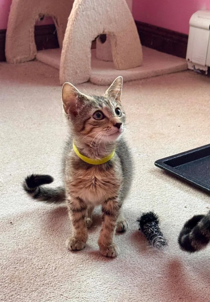 A baby small-sized male Domestic Short Hair cat named Bugsy for adoption in Gorham, ME