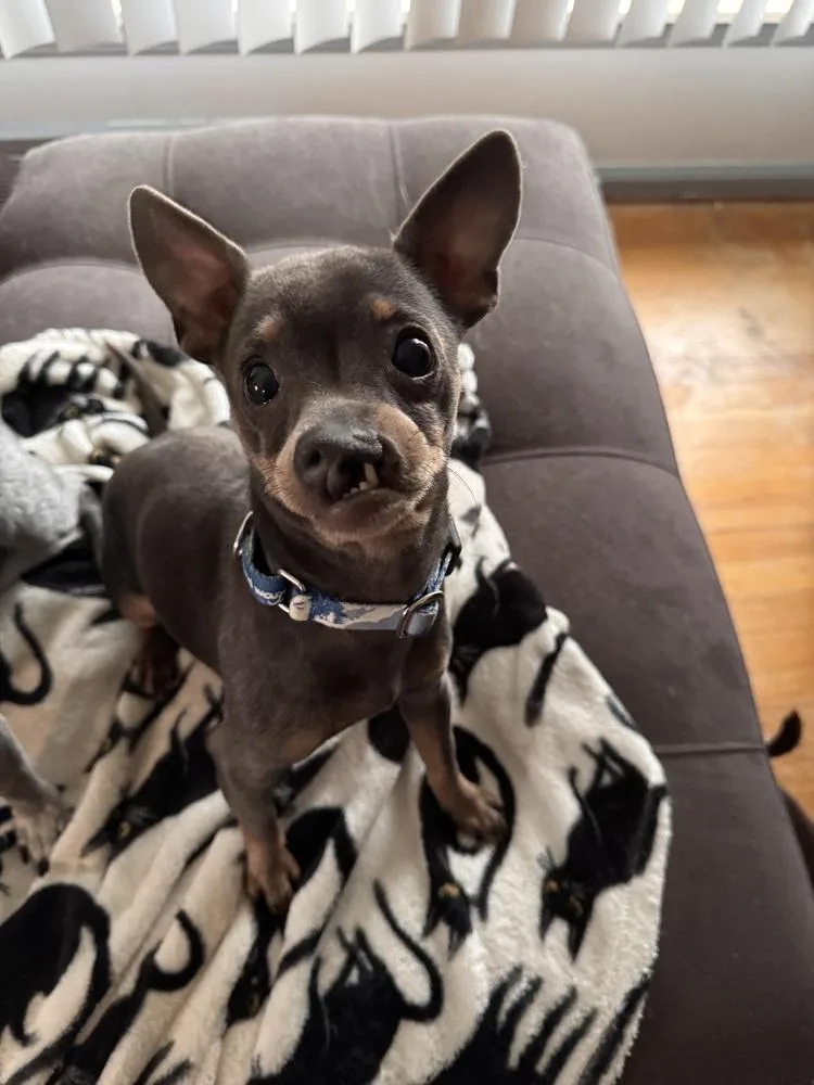 Snaggles thumbnail 2