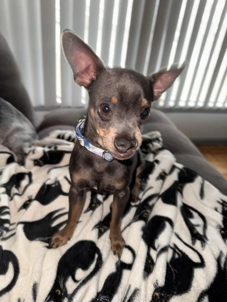 Snaggles thumbnail 3