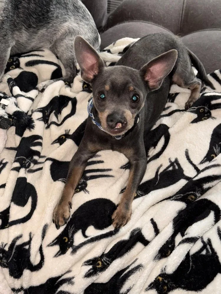 Snaggles thumbnail 4