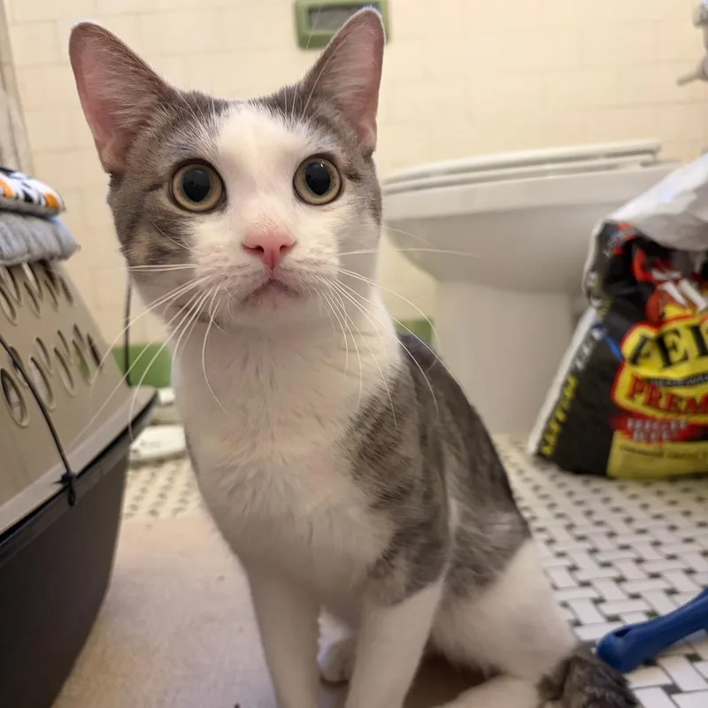 A young medium-sized male Gray / Blue / Silver Domestic Short Hair cat named Vonnegut for adoption in Evanston, IL