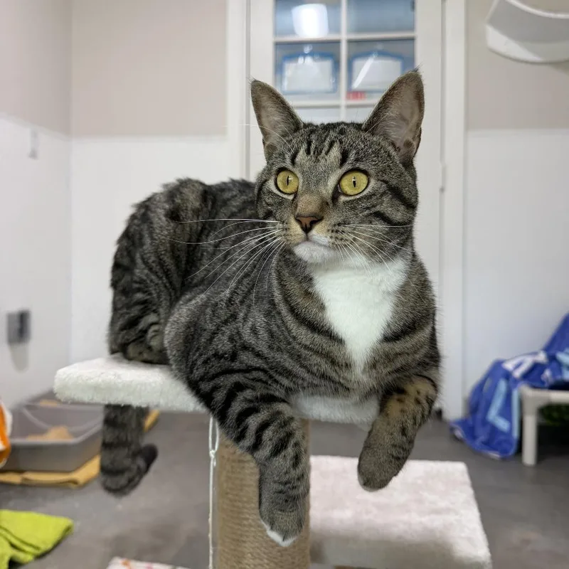 An adult large-sized female Tortoiseshell Domestic Short Hair cat named Sibyl for adoption in Clearwater, FL