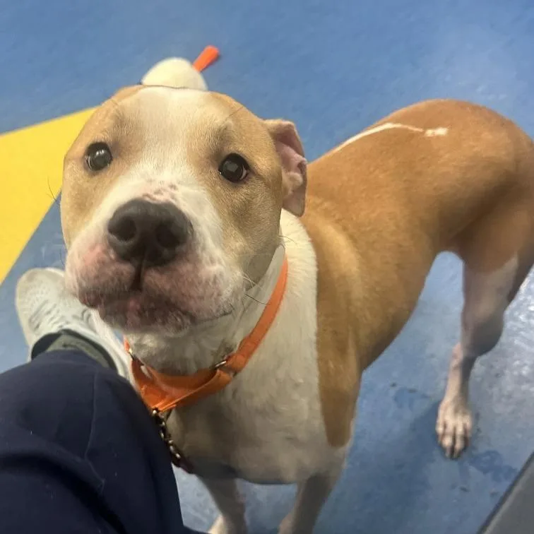 An adult medium-sized male Yellow / Tan / Blond / Fawn Mixed Breed dog named Caramel for adoption in Pittsburgh, PA