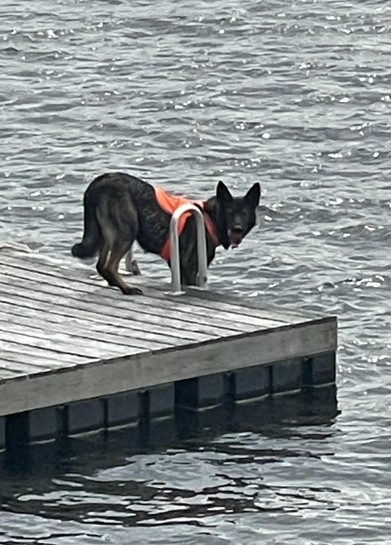 An adult medium-sized female Sable German Shepherd Dog dog named Annie for adoption in Amherst, MA