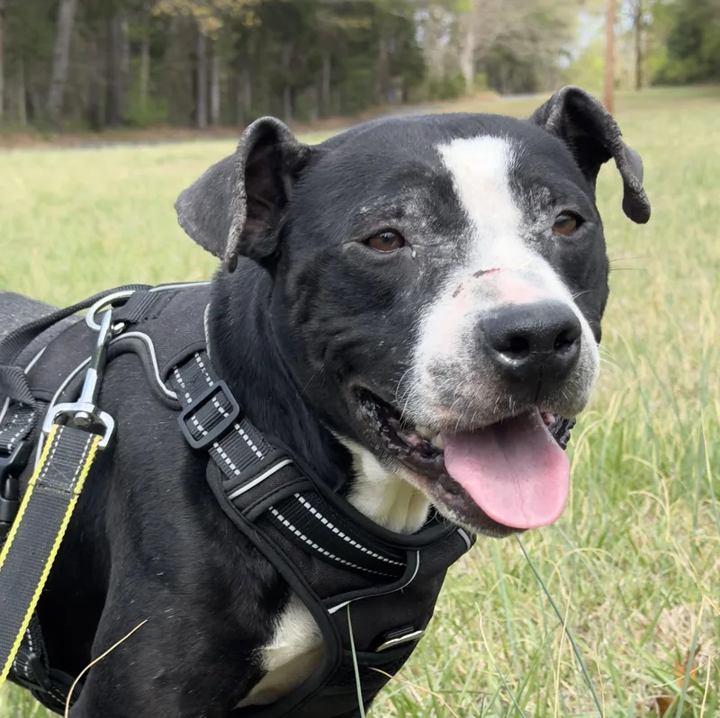 An adult medium-sized male American Staffordshire Terrier dog named Myrna for adoption in Lancaster, SC