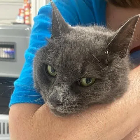 Rezimoda thumbnail 2