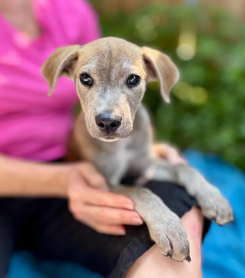 A baby medium-sized male Mixed Breed dog named Sanchez for adoption in Ellijay, GA