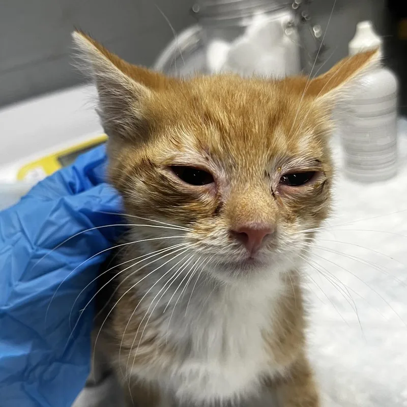 A baby small-sized male Orange / Red Domestic Short Hair cat named Frank for adoption in Summerville, SC
