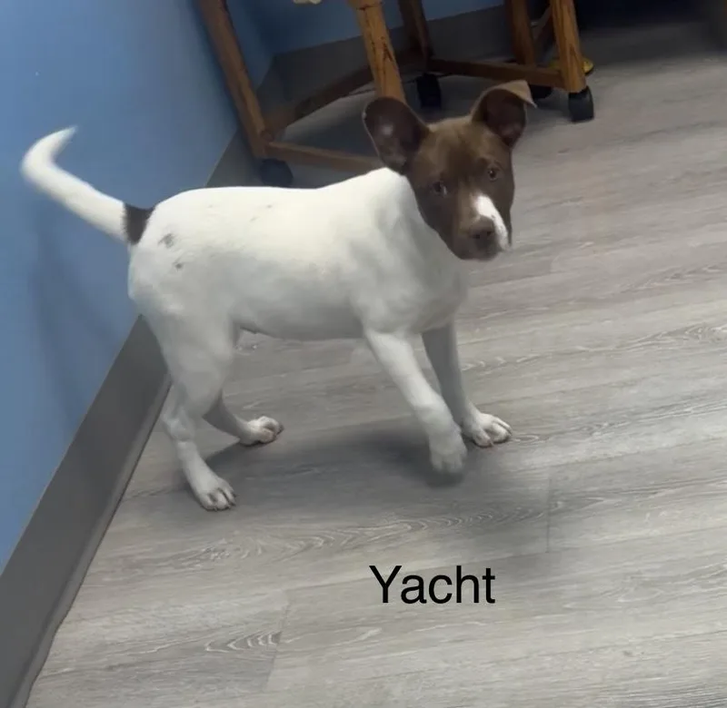 Yacht
