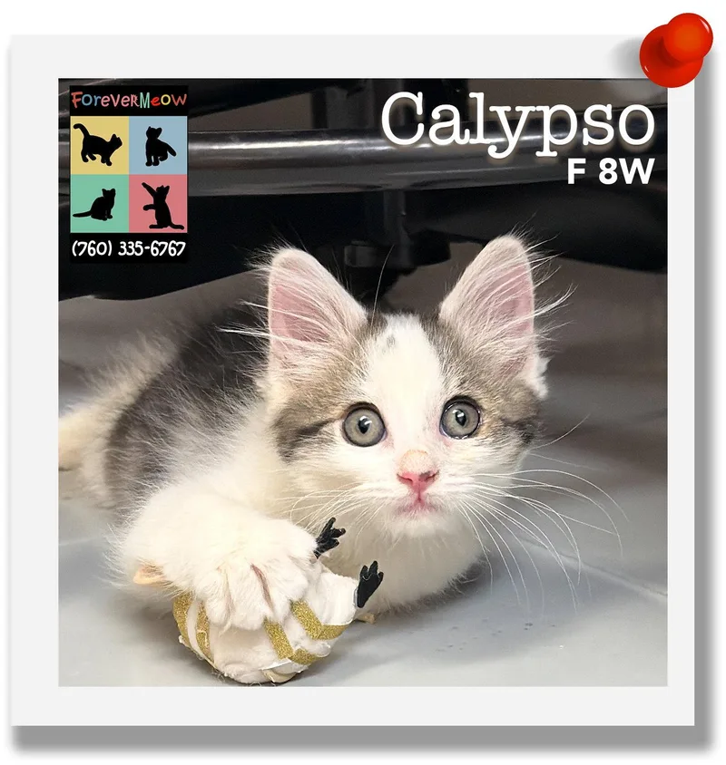A baby medium-sized female Domestic Long Hair cat named Calypso for adoption in Palm Desert, CA
