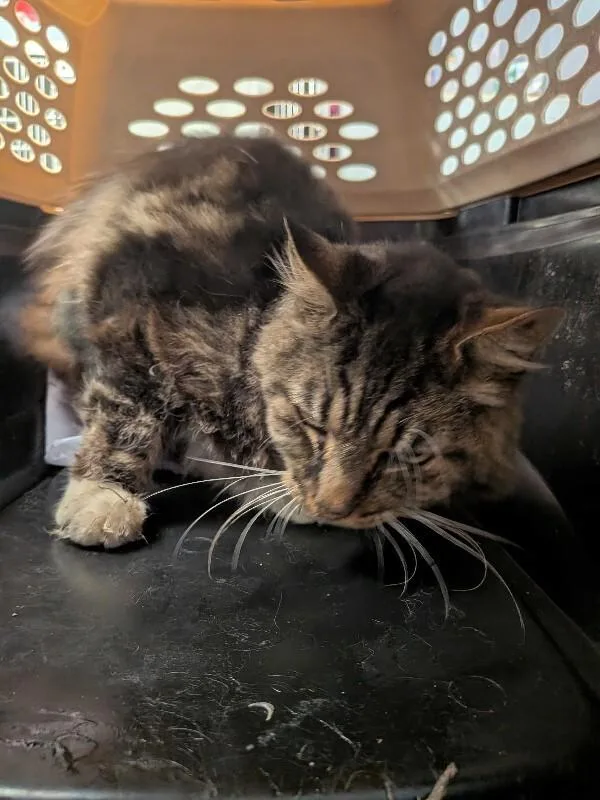 An adult medium-sized male Domestic Long Hair cat named Felix for adoption in Cincinnati, OH