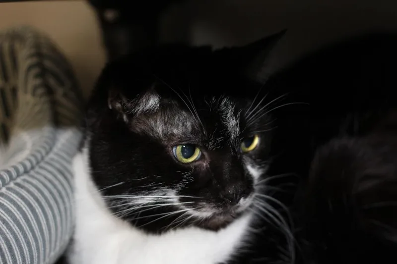 A senior medium-sized female Domestic Short Hair cat named Joker for adoption in Rockford, IL
