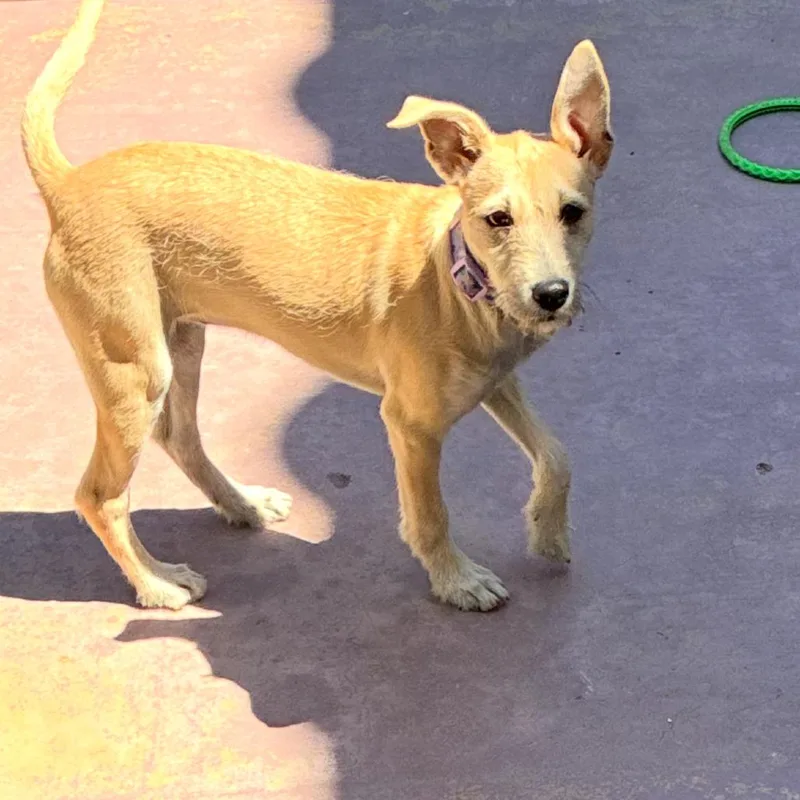 A baby medium-sized female Brown / Chocolate Border Terrier dog named Azalea for adoption in Escondido, CA