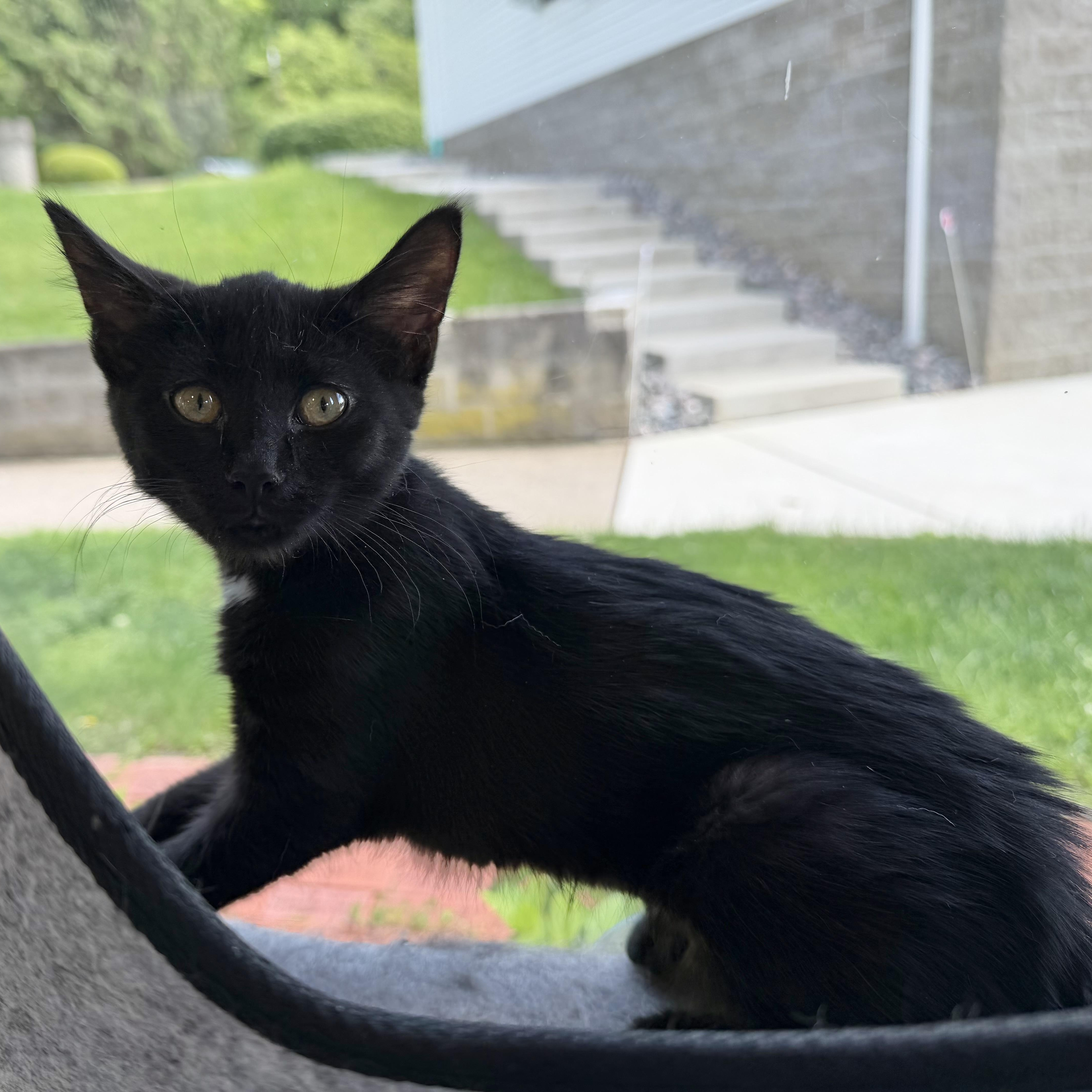 A baby medium-sized female Black Domestic Short Hair cat named Panda for adoption in Latrobe, PA
