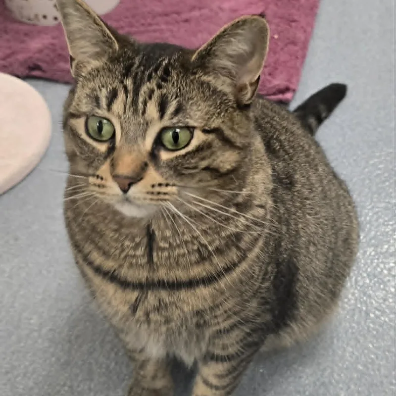 A young large-sized female Tabby (Brown / Chocolate) Tabby cat named Nicole for adoption in Huntington, NY