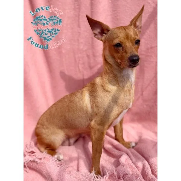 A young small-sized female Red / Chestnut / Orange Chiweenie dog named Sassy for adoption in Inglewood, CA